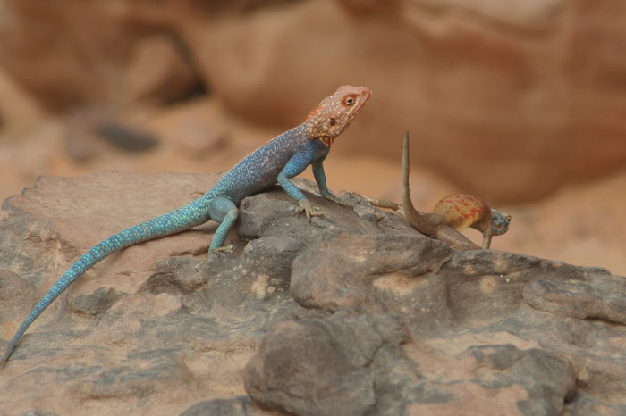Two Rainbow Agama on the rock 