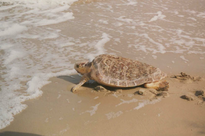 Loggerhead Sea Turtle crawling to the water 