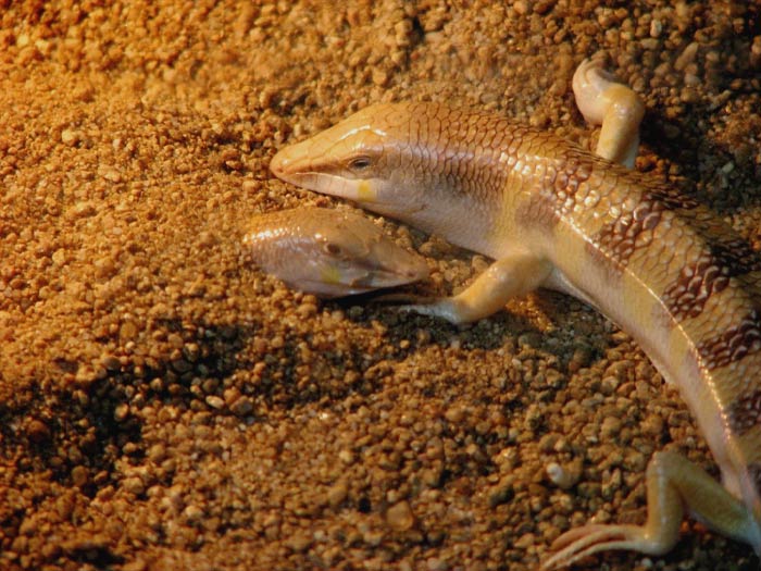 Sandfish covered in the soil 