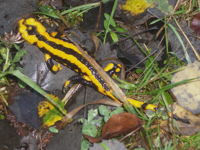 Fire Salamander crawling on the stone 