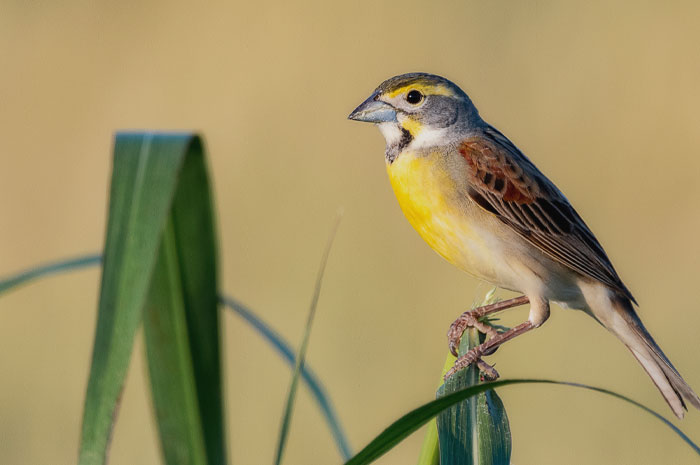 Dickcissel on the green leaf 