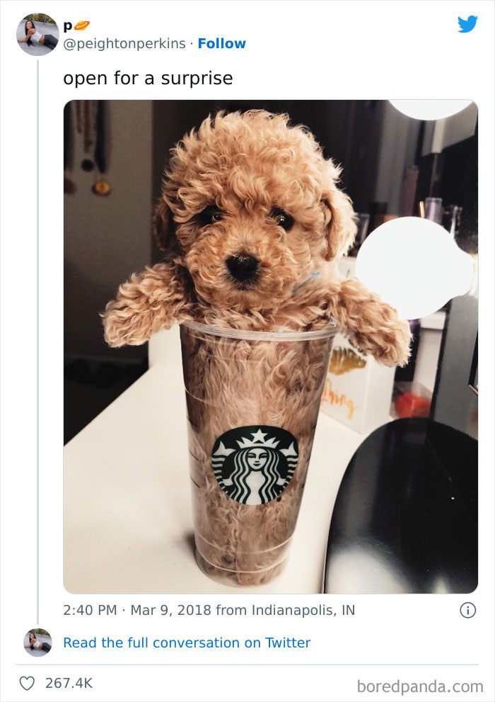 Tiny Dog In Starbucks Cup