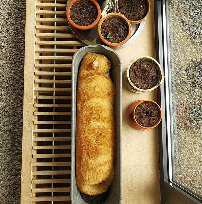 Baguette de gato