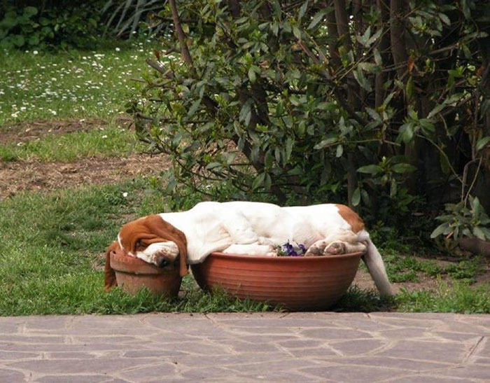 Basset Hound durmiendo en macetas. Parte perro, parte salsa
