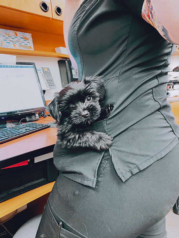 If There’s A Puppy Small Enough To Fit In Your Pocket, You Have To Put Him In Your Pocket. I Don't Make The Rules