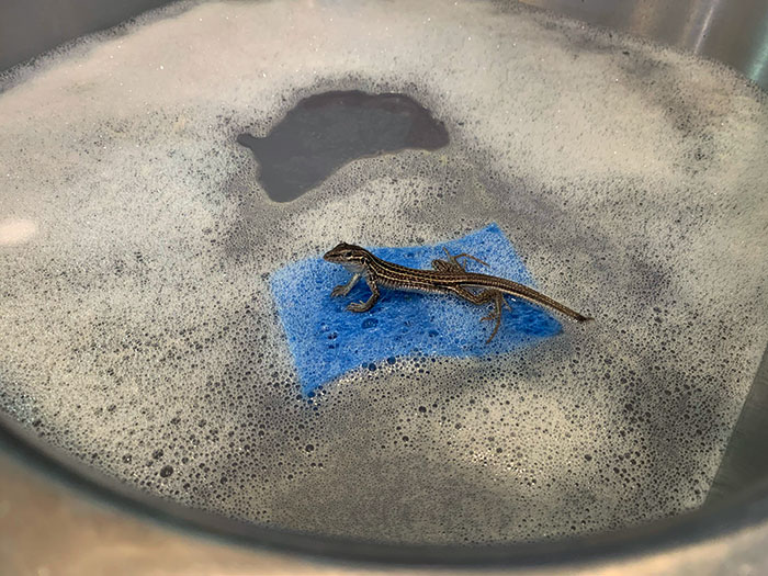 I Came In My Kitchen To Find A Lizard Using A Sponge As A Raft In The Sink