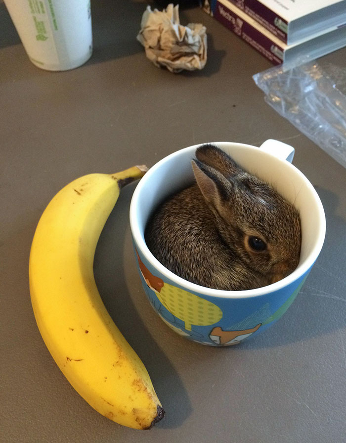 Plátano. Conejo en una taza para la escala. Eso es todo