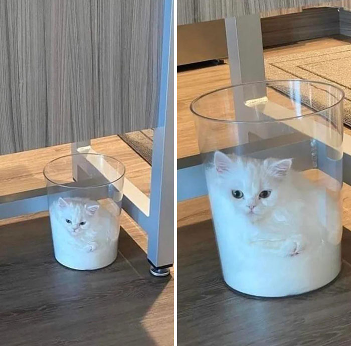 This Cat Fits Perfectly Into A Glass Cup