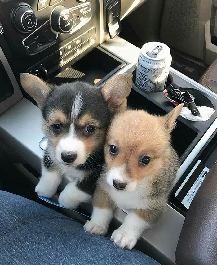 Fit In The Cupholders