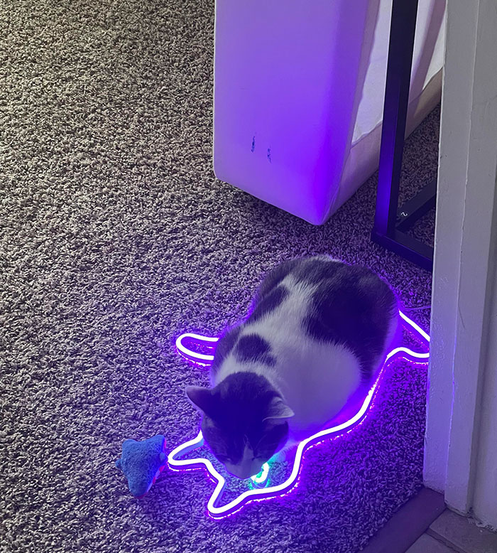 Encontré a mi gato tumbado sobre mi luz en forma de gato que se cayó