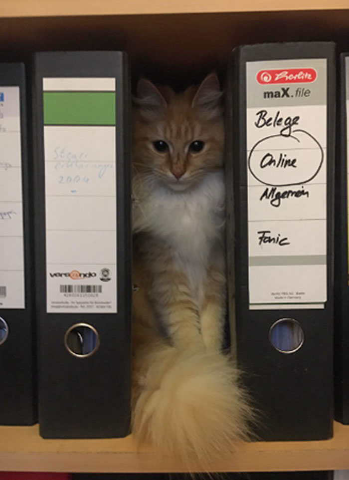 Very Tight Folder Kitten