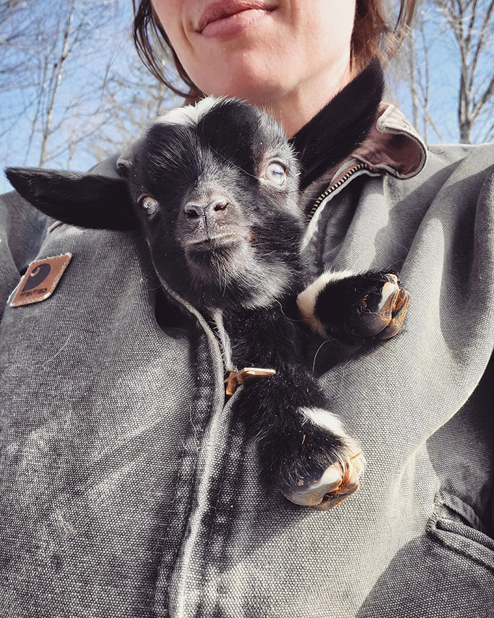 There's A Goat In My Coat