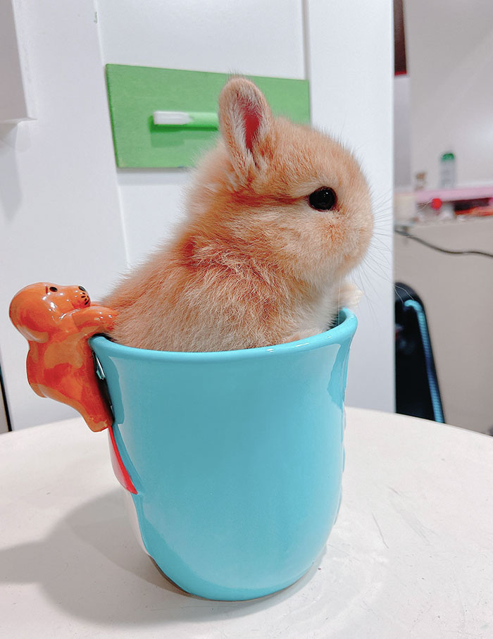 You Can Never Go Wrong With A Cup O Orange Juice (No Bunnies Were Harmed)