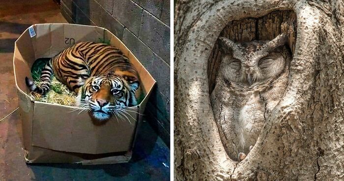 50 Times People Documented Animal ‘If I Fits, I Sits’ Examples In Real Life