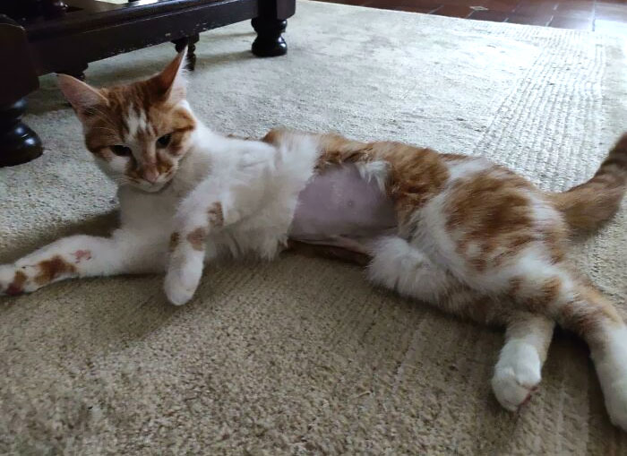 El gato pasó 3 días sin comer, lo llevamos al veterinario, le hicieron un ultrasonido y tenía la barriga llena de comida... del gato del vecino