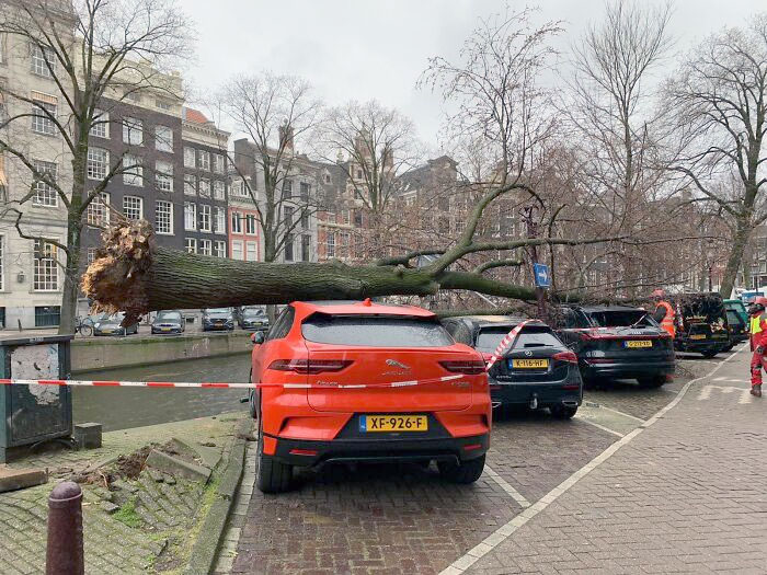 This Fallen Tree In Amsterdam