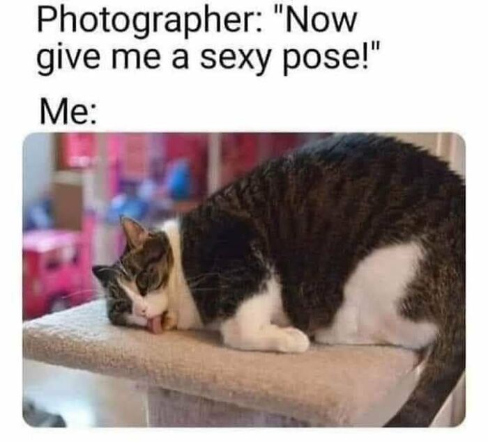 Funny-Cat-Pics-Memes