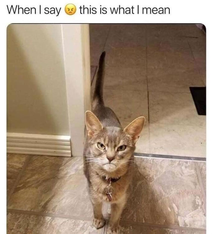 Funny-Cat-Pics-Memes