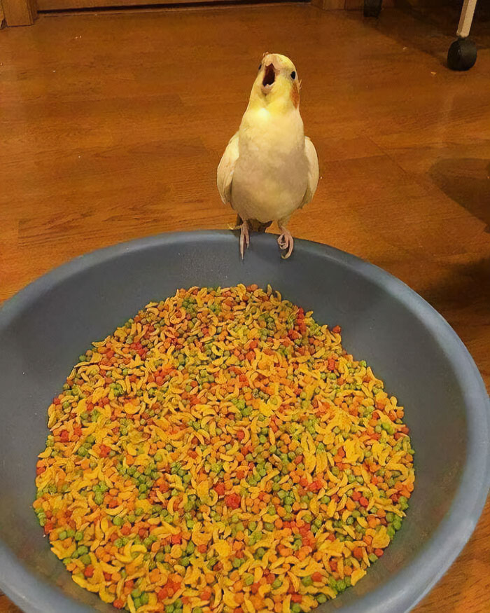 a parrot with an open beak sitting on a bowl full of food