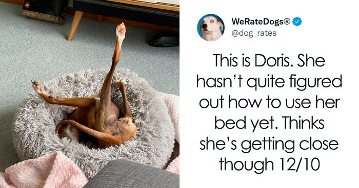 The “WeRateDogs” Twitter Account With 9M Followers Rates People’s Dogs, And It’s As Hilarious As It Is Wholesome (50 New Pics)