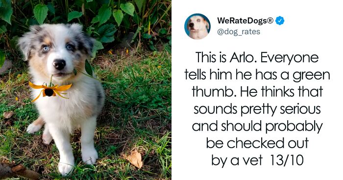The “WeRateDogs” Twitter Account With 9M Followers Rates People’s Dogs, And It’s As Hilarious As It Is Wholesome (120 New Pics)
