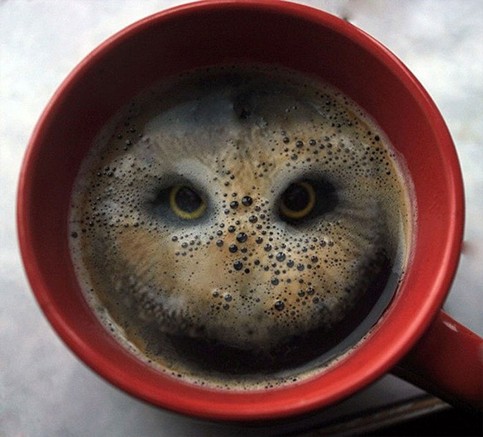 Un búho en el café