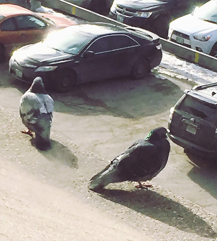 Foto de dos palomas regordetas posadas en la cornisa pero terminé obteniendo una foto de dos palomas enormes buscando su coche