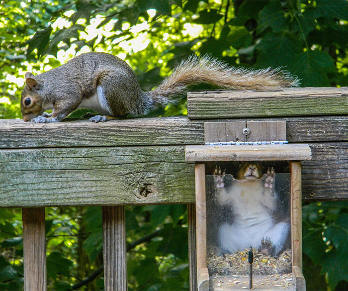 Squirrels On My Porch