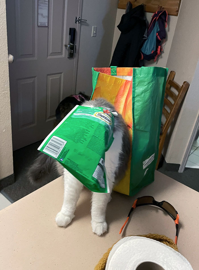 Gary Does Normal Cat Things Too. Like Getting His Head Stuck In The Bag While Stealing Treats