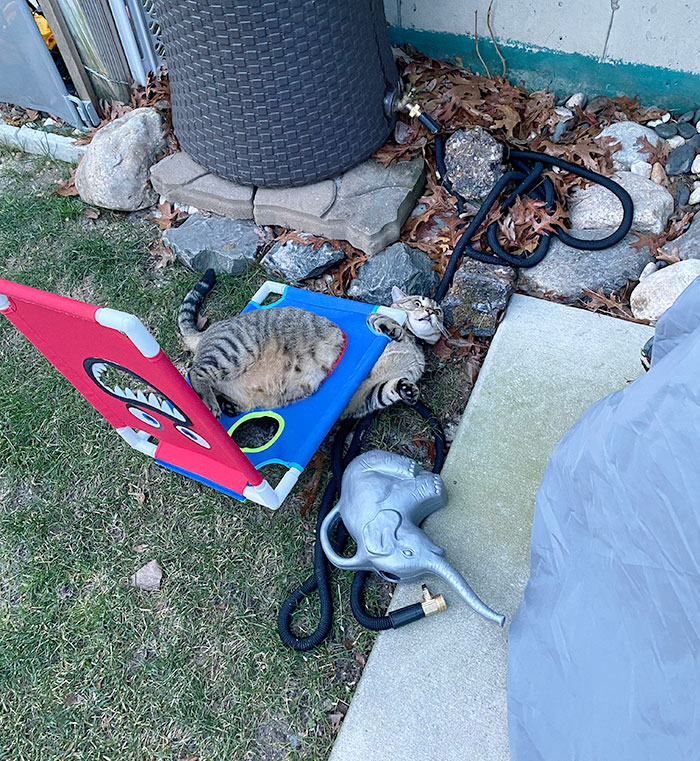 My Cat Got Stuck In A Yard Game