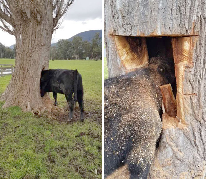 My Friend's Cow Got Its Head Stuck In A Tree