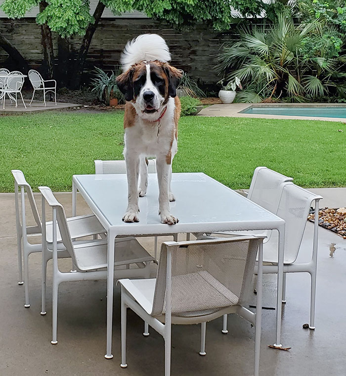 Here Is My Saint Bernard Stuck On A Table Because He Is Too Afraid To Get Down. I Have To Hoist All 135 Lbs (61 Kg) Of Him When He Does This