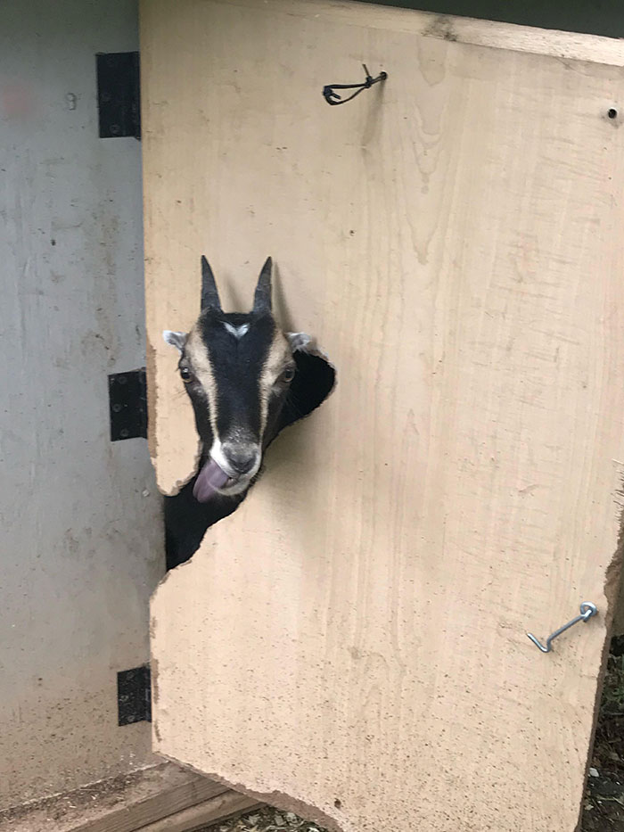 Goats Ate A Hole In The Door To Their House. Then Snickers Got Her Head Stuck
