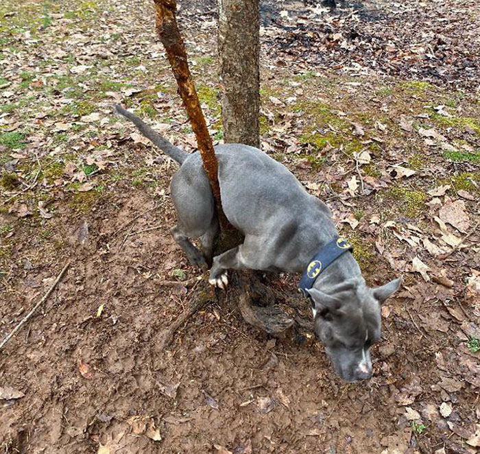 My Friend's Dog Grayson Got Stuck In A Tree (Don’t Worry He’s Okay)