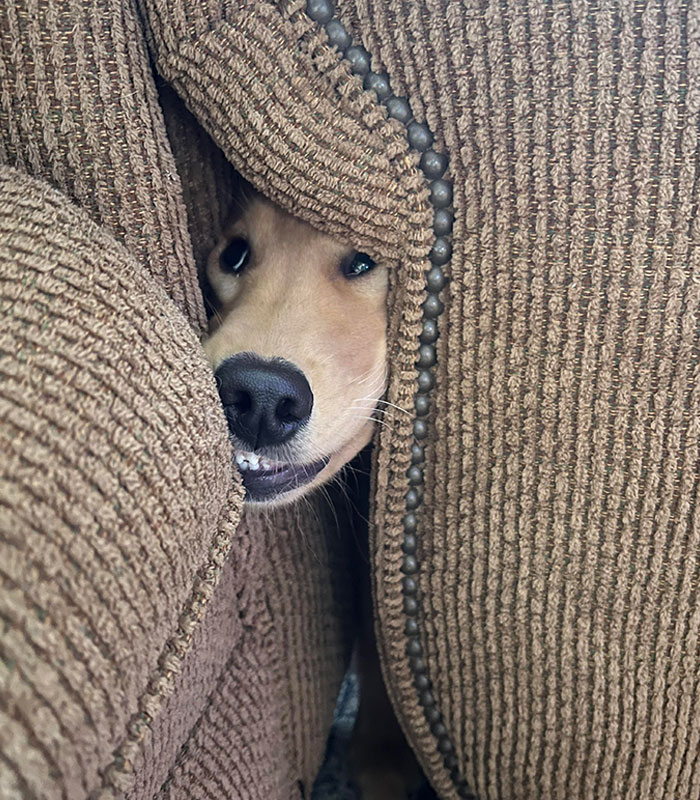 Our 4-Month-Old Gr Pup Snuck Behind The Couch And Under The Side Table For The First Time. We Got To Experience This Weird Face As She Got Her Head Stuck Trying To Get Out