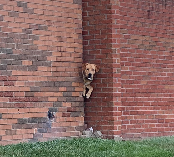 My Neighbor’s Dog Trying To Escape The Patio. He Does This All The Time