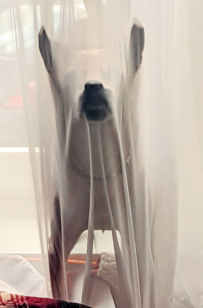 Our Pup Got Stuck In The Curtain And Stood Like This For A While
