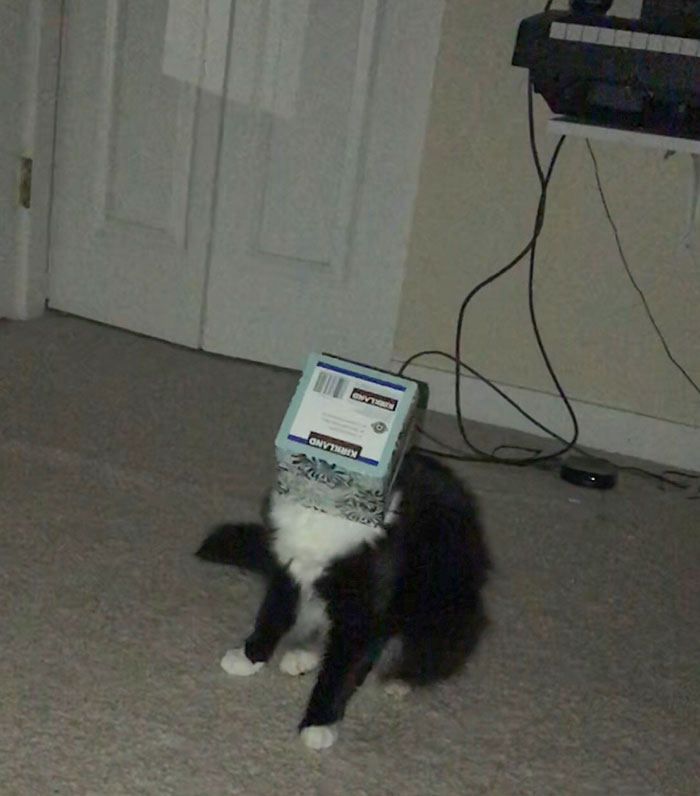 My Little Bastard Baby Somehow Got Her Head Stuck In A Tissue Box (Don't Worry, I Helped Her Get It Off As Soon As I Stopped Laughing)