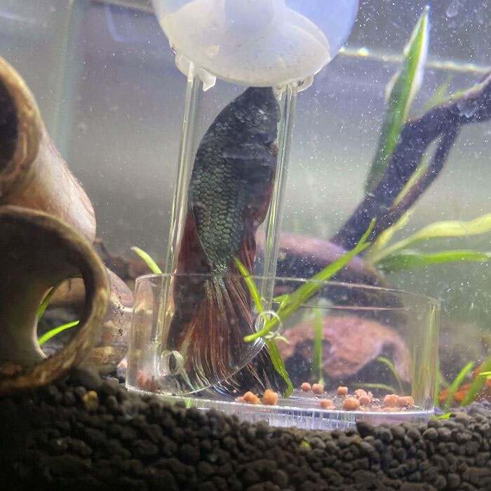 My Betta Just Managed To Get Himself Stuck In My Shrimp Feeder Because He's So Greedy