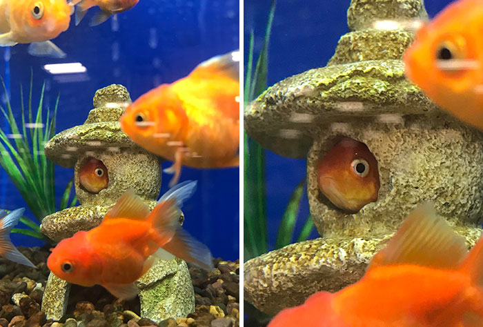 This Fish Was Stuck In The Decor And The Eyes Say It All