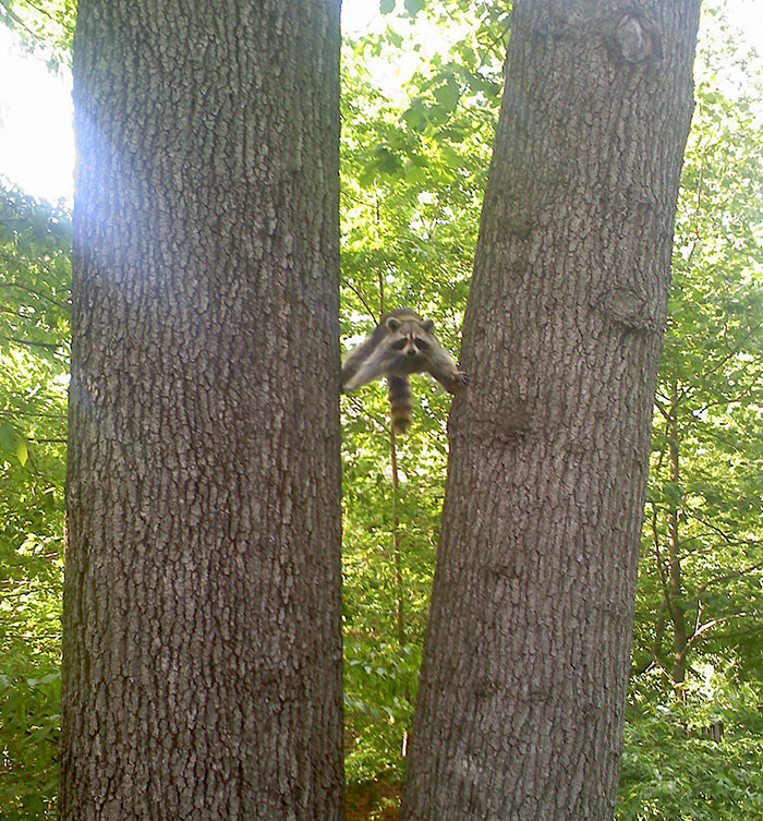 Found A Raccoon In This Exact Position