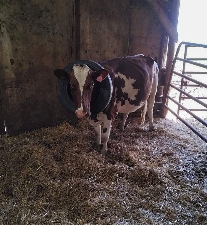 My Friend Shared This Picture Of Her Cow That Got Its Head Stuck In A Tire