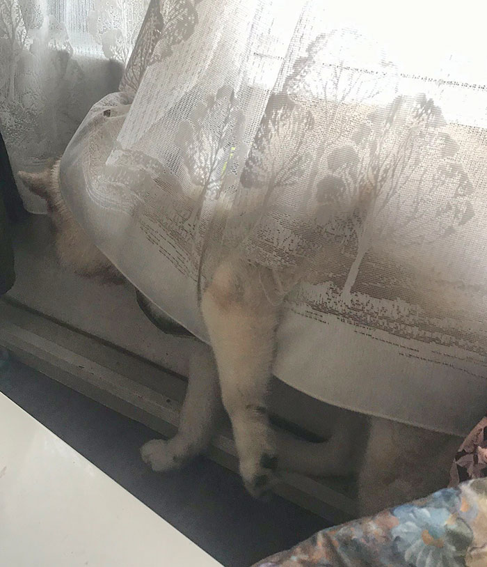 My Dog Got Stuck In The Curtain