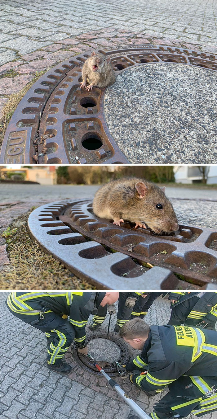 Esta ratita que se quedó atascada en la rejilla del alcantarillado y necesitó un equipo de bomberos para sacarla