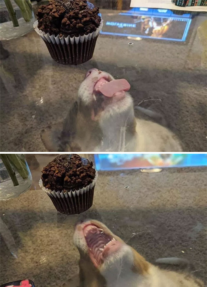 De comerse un muffin