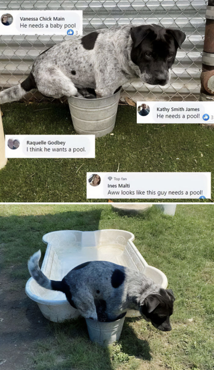 To Give The Dog A Pool
