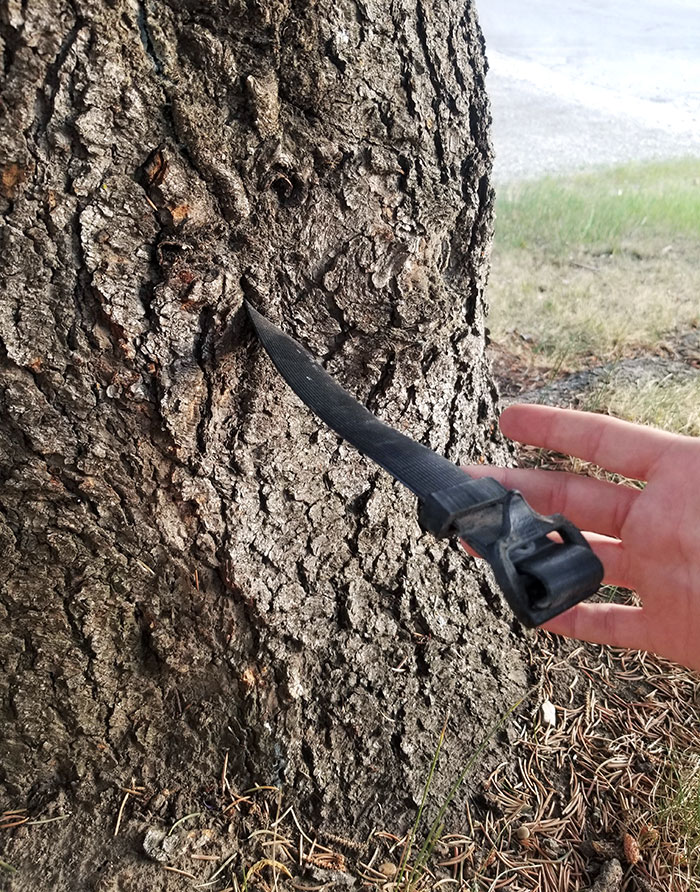 There's A Belt In This Tree
