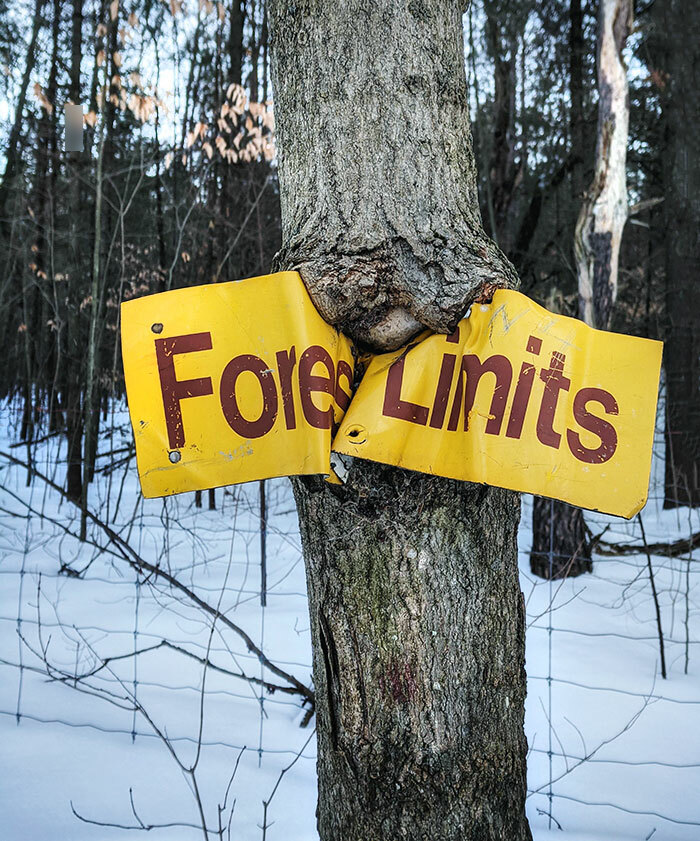 It Knows No Limits. Tree Consumes Metal Sign On The Hiking Trail