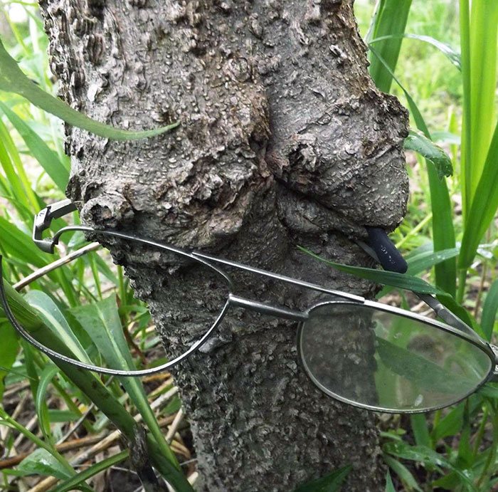 I Lost These Glasses 10 Years Ago. Apparently, This Young Hackberry Has Taken Over Them