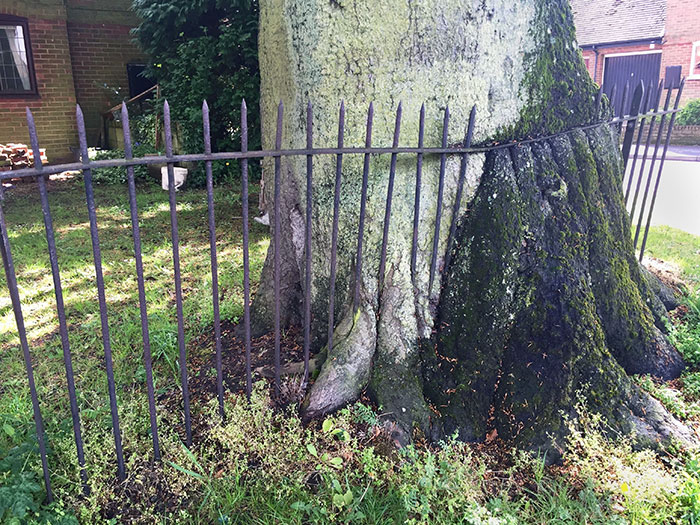 Tree Trying To Consume This Fence For 100 Years
